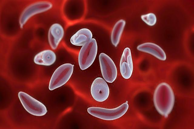 Comprensione dell'infezione da toxoplasma gondii in gatti e cani: sintomi, diagnosi e trattamento