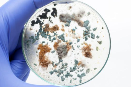 Garantire una coltivazione microbica affidabile con brodo di soia tripticasi di Baibo Biotechnology: una scelta preferita per i laboratori globali