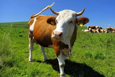 Rivoluzionando il rilevamento della gravidanza bovina: kit di test rapidi di fluorescenza di Babio