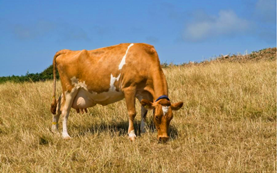Rivoluzionando il rilevamento della gravidanza bovina con il kit di prova rapido della fluorescenza di Bodio