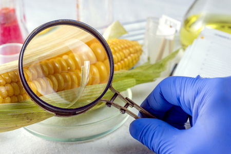 Ochratossina di Nabio Una cassetta di prova rapida - Garantire la sicurezza alimentare globale