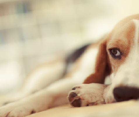 Babio lancia il kit di test AB TXO avanzato per la diagnosi di tossoplasmosi PET