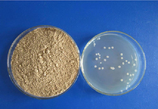 LB Medium (Lennox) granule di Nabio: media di cultura di alta qualità per la ricerca E. coli
