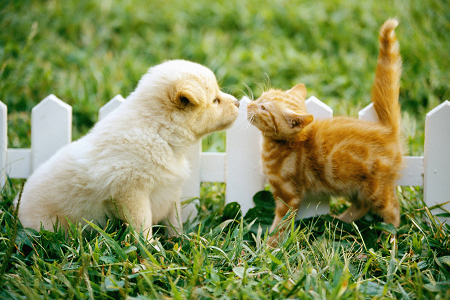 Lancia il kit di test di Tossoplasma Gondii Antigen (Toxo AG) per la salute degli animali domestici