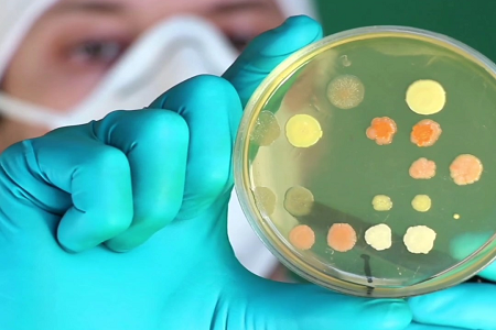 Bodio lancia brodo bile di lattosio verde brillante di alta qualità per test di cibo e acqua