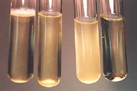 Babio lancia il brodo per infusione cervello-cuore ad alte prestazioni per i laboratori di microbiologia globali