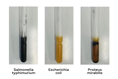 BABIO lancia un terreno di trasporto ad alte prestazioni (tipo SS) per un trasferimento affidabile di campioni microbici globali