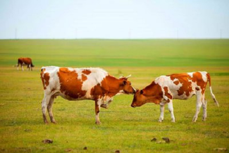 BABIO presenta il kit per test rapido di gravidanza bovina ad alta sensibilità per l'allevamento bovino moderno