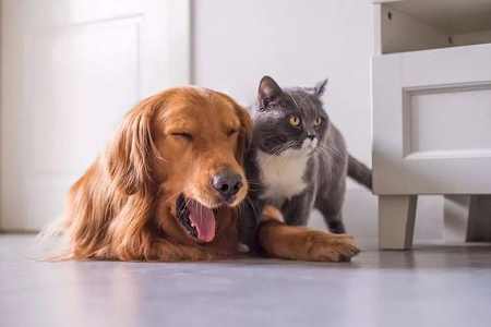 BABIO espande il portafoglio di test rapidi veterinari per l'assistenza sanitaria globale agli animali domestici