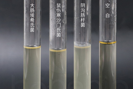 Babio Biotechnology lancia un brodo per infusione cervello-cuore ad alte prestazioni per una coltura microbica affidabile