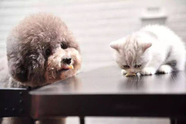 I test rapidi per le malattie degli animali domestici guadagnano slancio nel mercato globale della diagnostica veterinaria