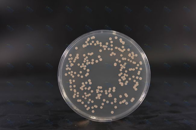Brain Heart Infusion Agar: terreno ricco di nutrienti per la coltura batterica